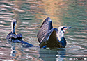 Phalacrocorax carbo. 